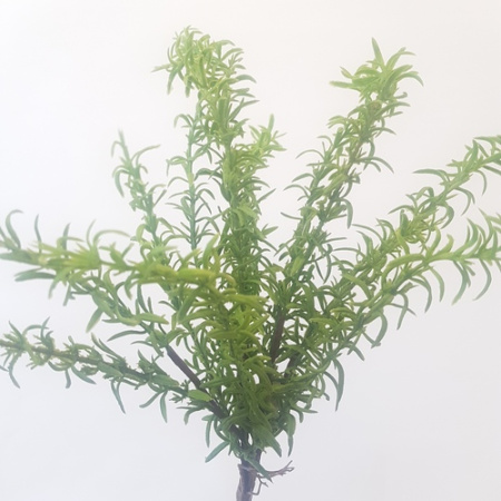 Ветка Папоротника 1шт (Сиб Сад)