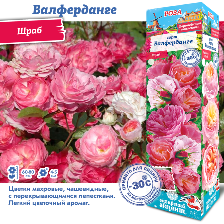 Роза Валферданге (Грандифлора/Шраб) 1шт (Сиб сад)