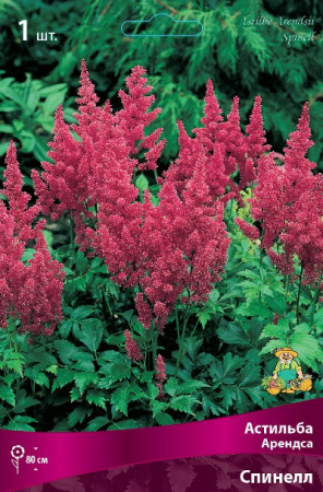 Астильба Спинелл 1шт (Поиск)