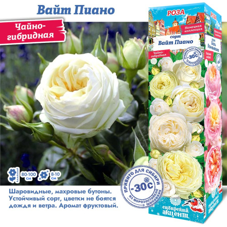 Роза Вайт Пиано (Чайно-гибридная) 1шт (Сиб сад)